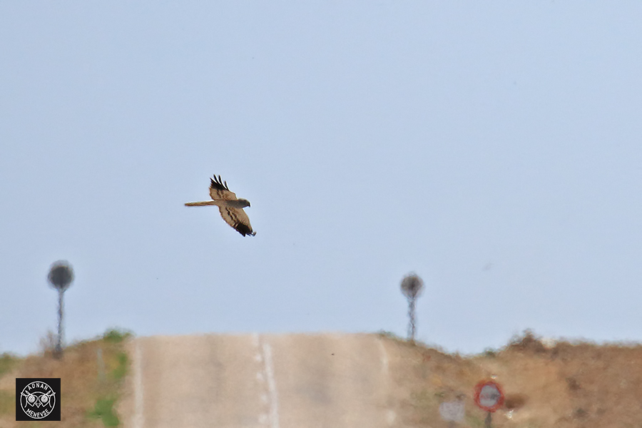 Montagu's Harrier